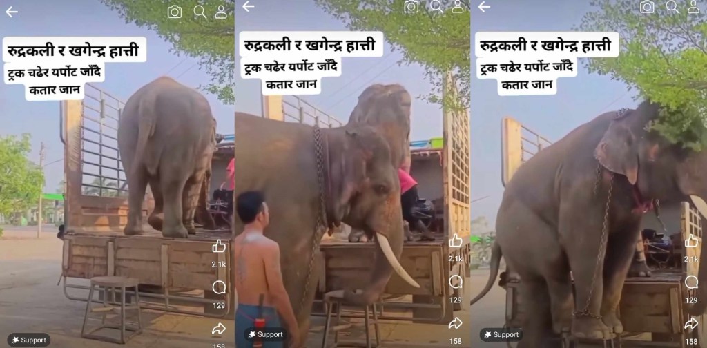 दुई हात्ती कतार पठाउन कानुनी प्रक्रिया पूरा हुन बाँकी, भाइरल भिडियो&nbsp;झुटो